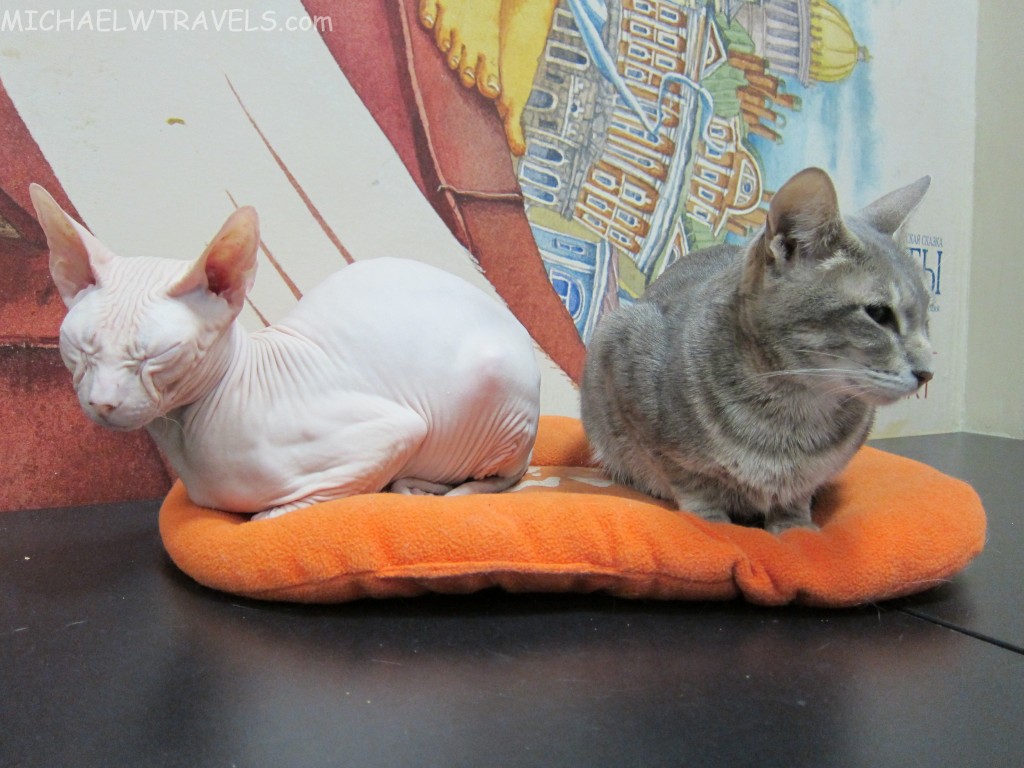 two cats sitting on a pillow