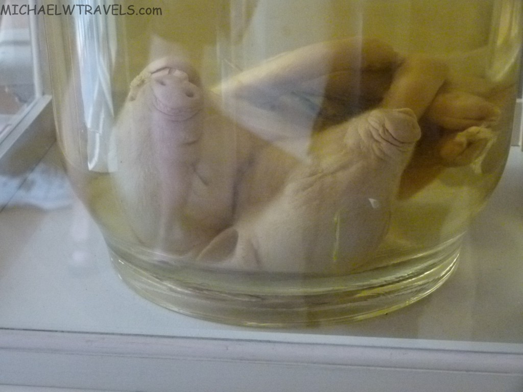 a pig in a glass jar