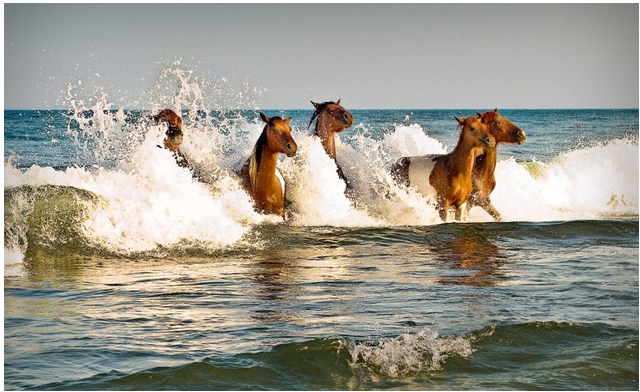 a group of horses running through water