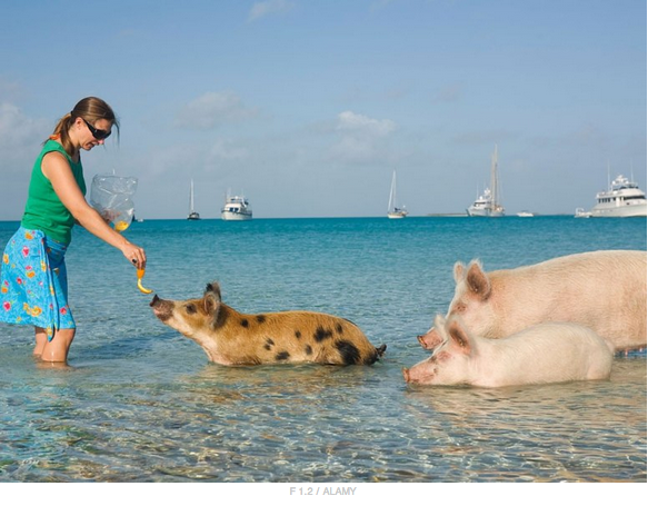 a woman feeding a pig in the water