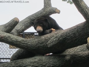 a bear lying on a tree branch