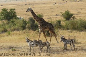 a giraffe and zebras in a field