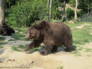 a bear walking on dirt