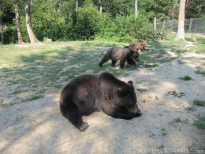 a group of bears in a zoo exhibit