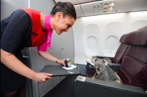 qantas first class