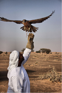UAE Falcons