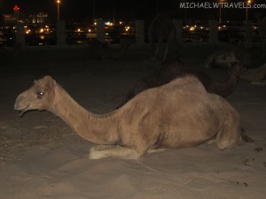 camel food