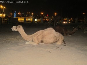 a camel lying on the sand