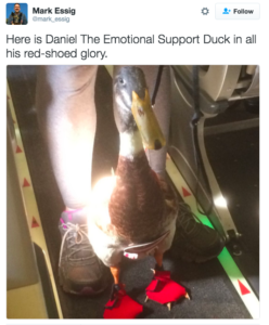 emotional support