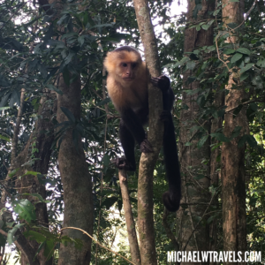 a monkey climbing a tree