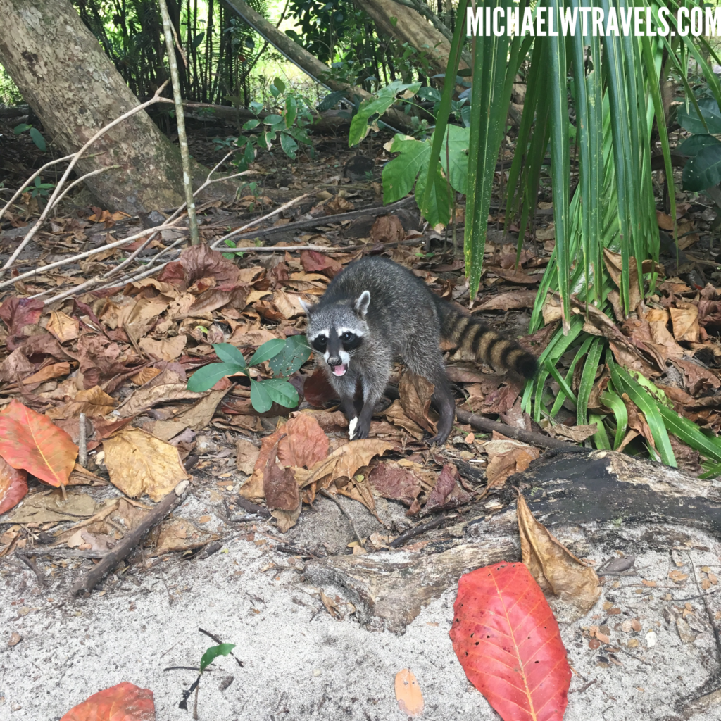 The Animals of Manuel Antonio National Park in Costa Rica 11 Michael