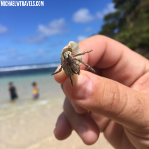 a hand holding a hermit crab