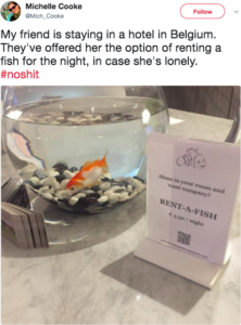 a goldfish in a bowl