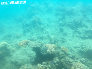 a coral reef under water