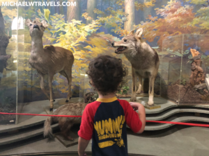 a child looking at a display of animals