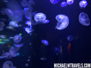 a group of jellyfish in a tank