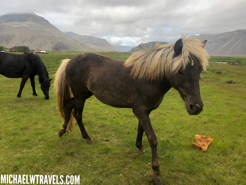 In Iceland The Petting Zoo, Stop & Mingle With Icelandic Horses