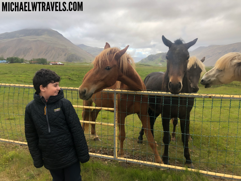 In Iceland The Petting Zoo, Stop & Mingle With Icelandic Horses