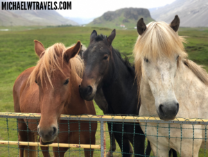 a group of horses standing behind a fence