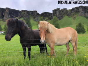 two horses standing in a field