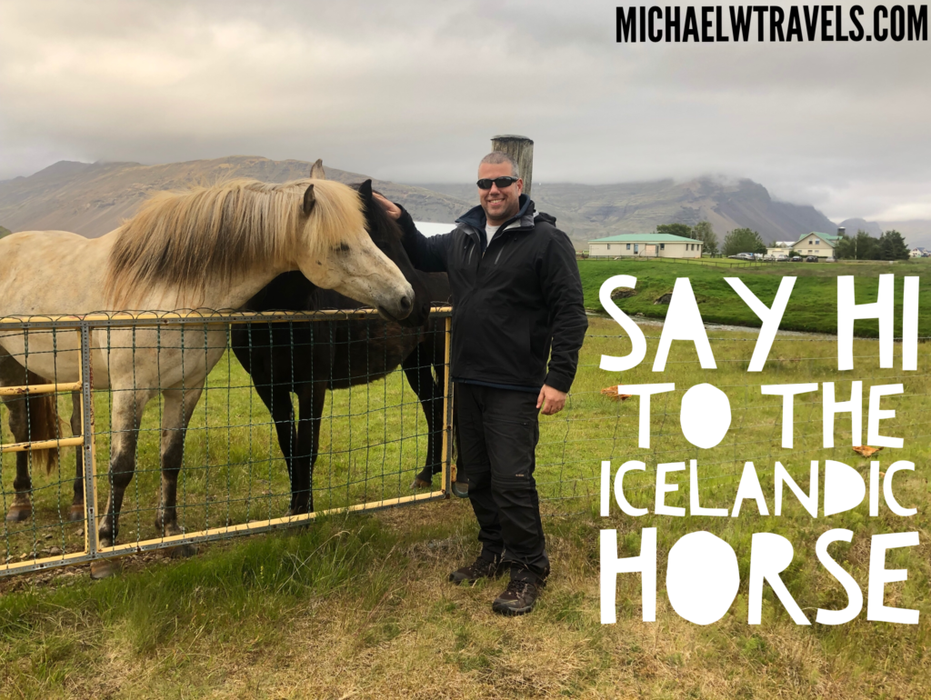 In Iceland The Petting Zoo, Stop & Mingle With Icelandic Horses