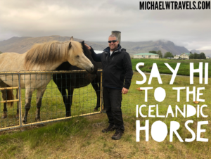 icelandic horse