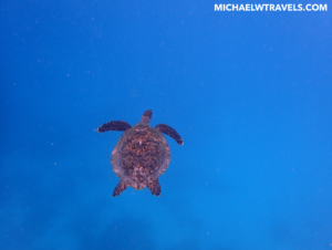 a turtle swimming in blue water