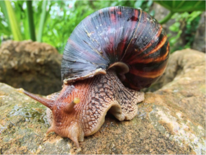 giant snails