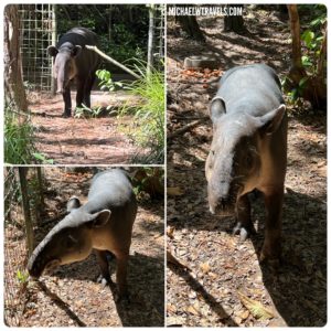 a tapir standing in a zoo exhibit