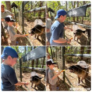 a collage of a boy feeding a pig