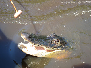 a crocodile in the water