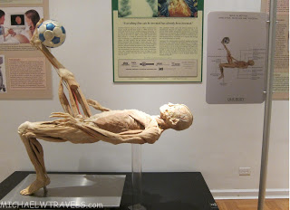 a human skeleton on display