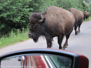 a buffalo walking on the road