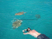 a man swimming with turtles in the water