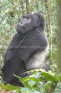 a gorilla sitting in the jungle
