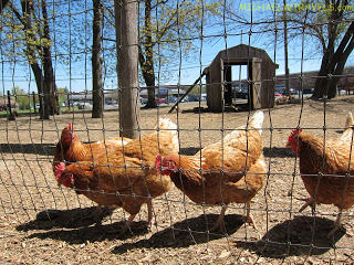 a group of chickens behind a fence