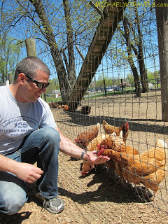 a man feeding chickens in a fenced area
