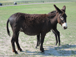 a donkey standing in a field