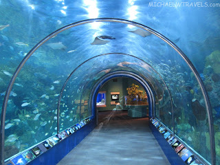 a tunnel with fish and a manta ray