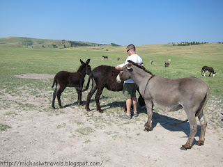 a man standing next to two donkeys