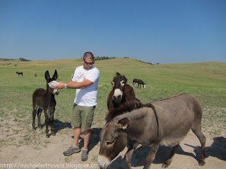 a man standing next to donkeys