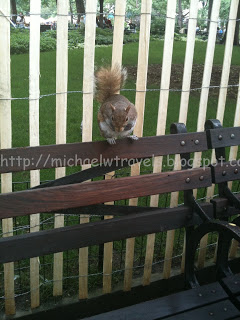 a squirrel on a fence