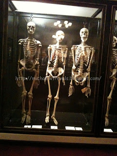 a group of skeletons in a glass case