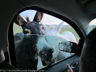 a donkeys sticking their tongue out of a car window