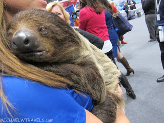 a sloth in a person's arms