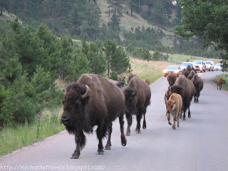 a group of buffalo walking on a road