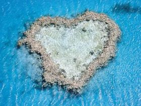 a heart shaped coral in the water