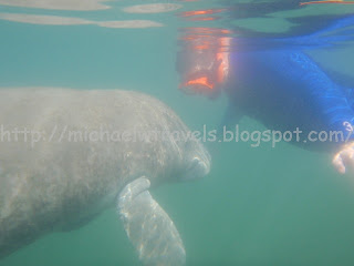 a group of manatee swimming in water