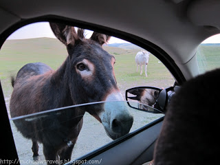 a donkey looking out a car window
