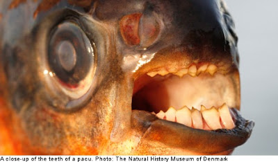 close-up of a fish's face
